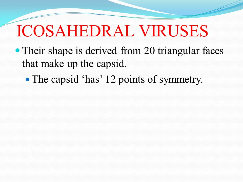 ICOSAHEDRAL VIRUSES Their shape is derived from 20 triangular faces that make up the capsid.