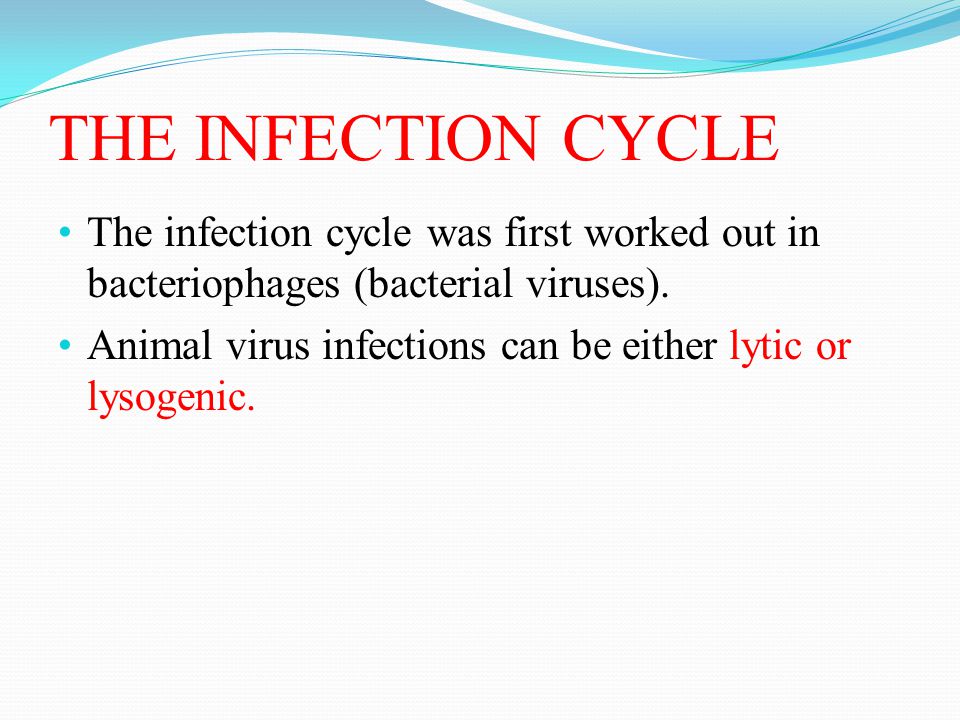 THE INFECTION CYCLE The infection cycle was first worked out in bacteriophages (bacterial viruses).