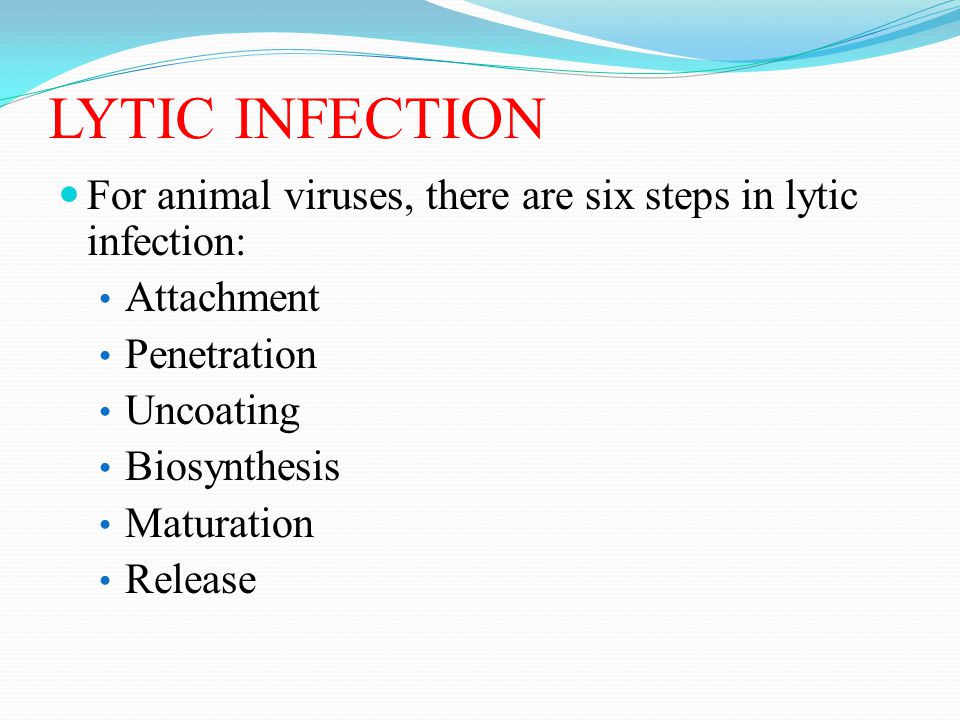LYTIC INFECTION For animal viruses, there are six steps in lytic infection: Attachment. Penetration.