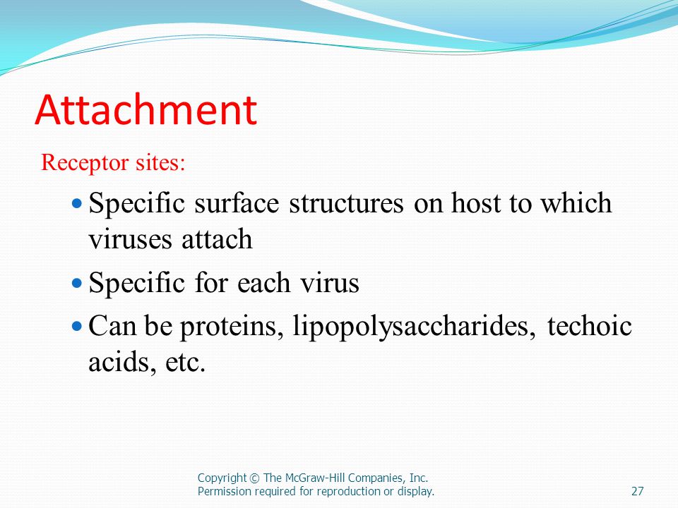 Attachment Specific surface structures on host to which viruses attach