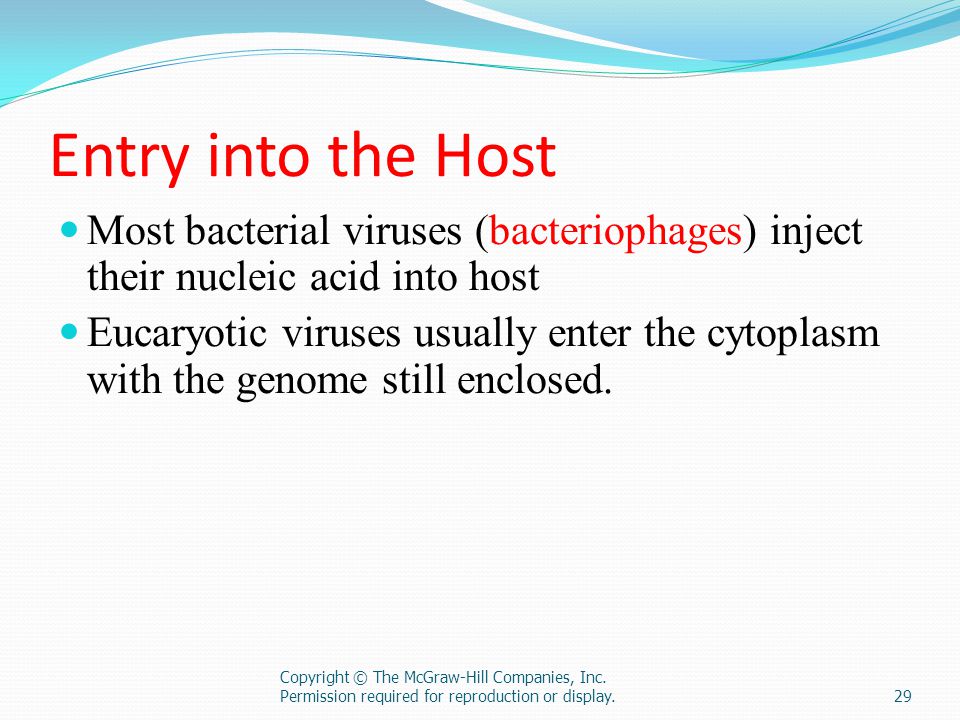 Entry into the Host Most bacterial viruses (bacteriophages) inject their nucleic acid into host.