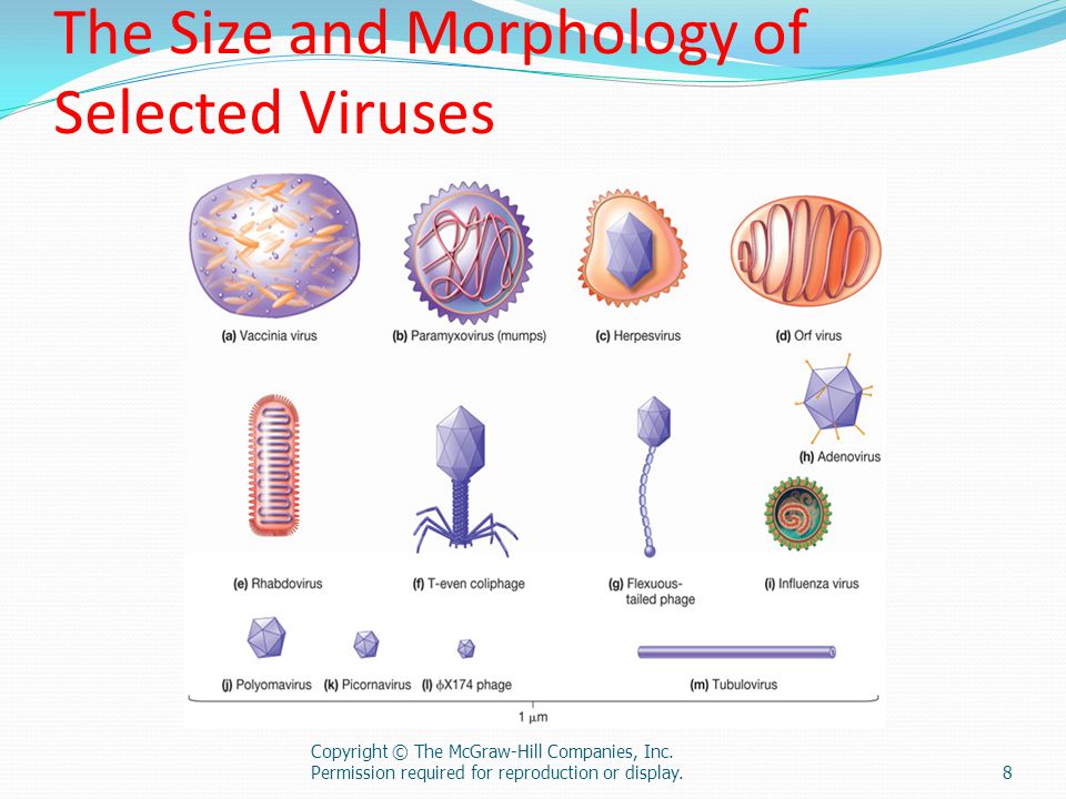 The Size and Morphology of Selected Viruses