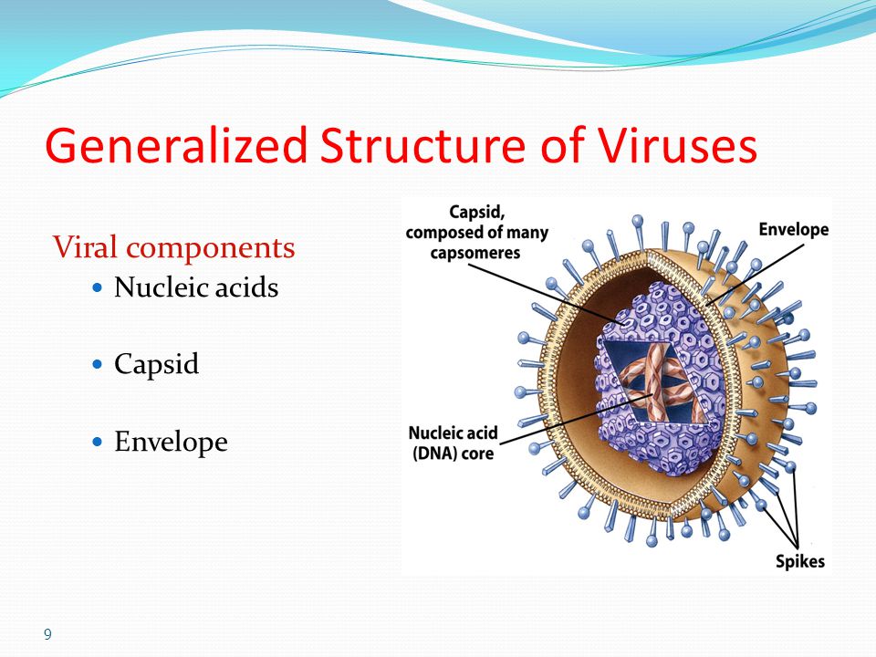 Generalized Structure of Viruses