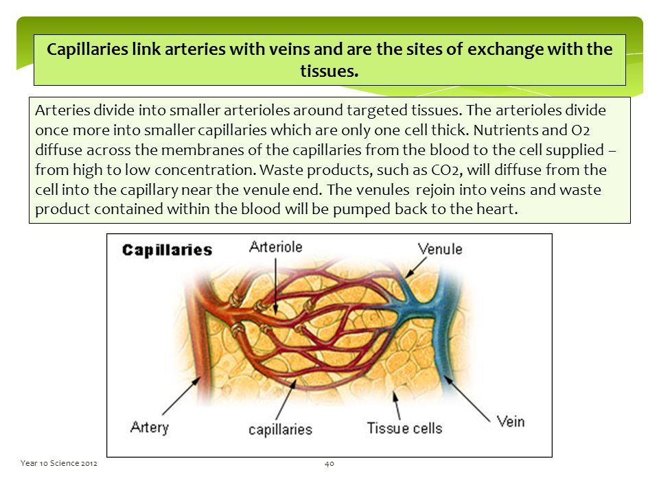 Human biology 10 grade презентация