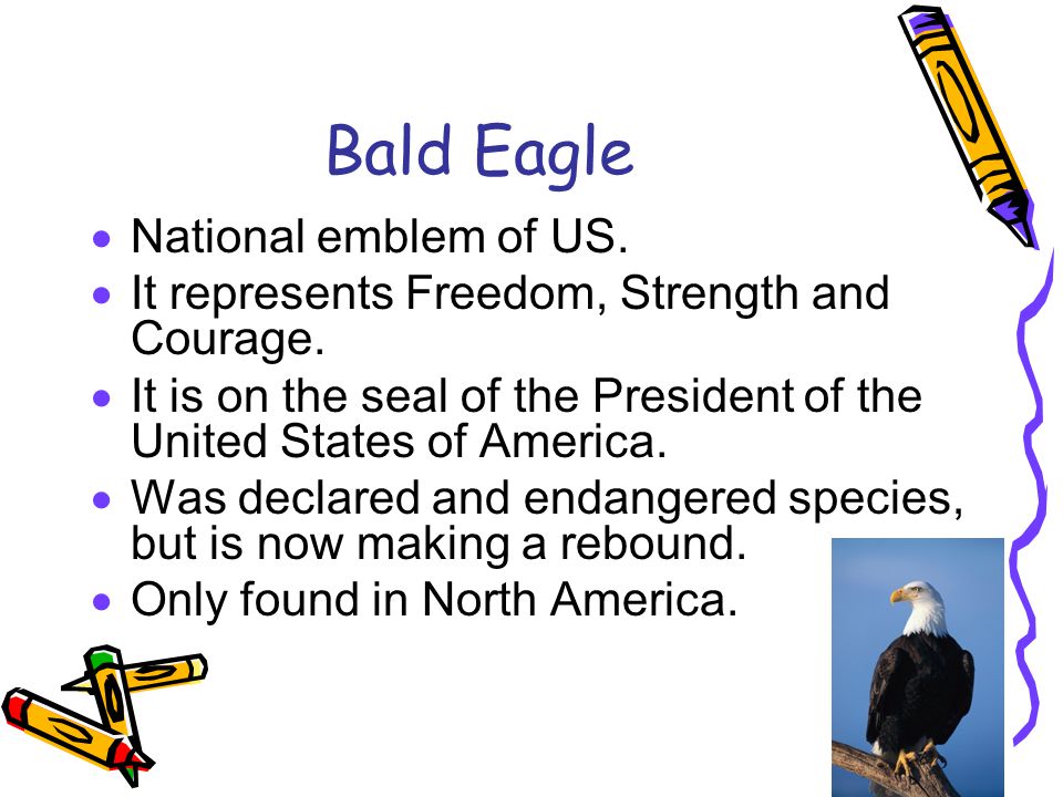 Bald Eagle National emblem of US.