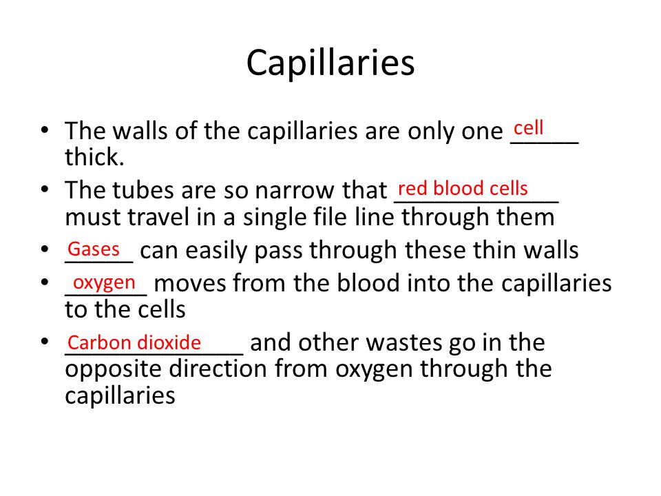 Capillaries The walls of the capillaries are only one _____ thick.