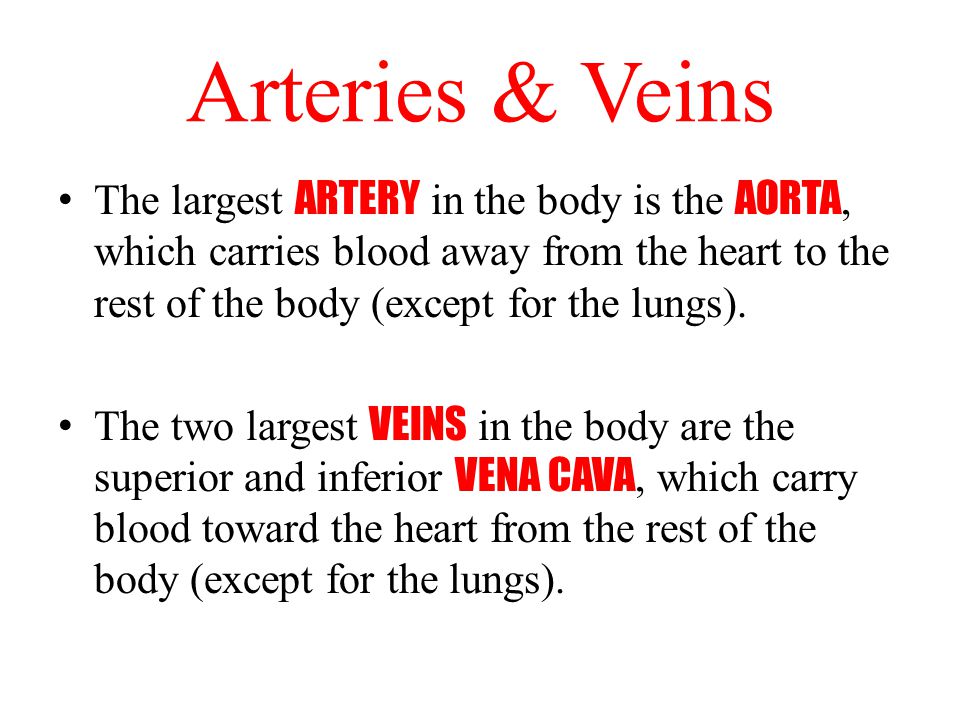 Arteries & Veins The largest ARTERY in the body is the AORTA, which carries blood away from the heart to the rest of the body (except for the lungs).