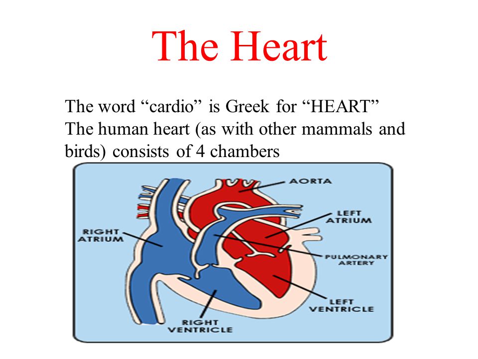 The Heart The word cardio is Greek for HEART