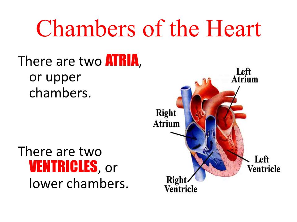 Chambers of the Heart There are two ATRIA, or upper chambers.