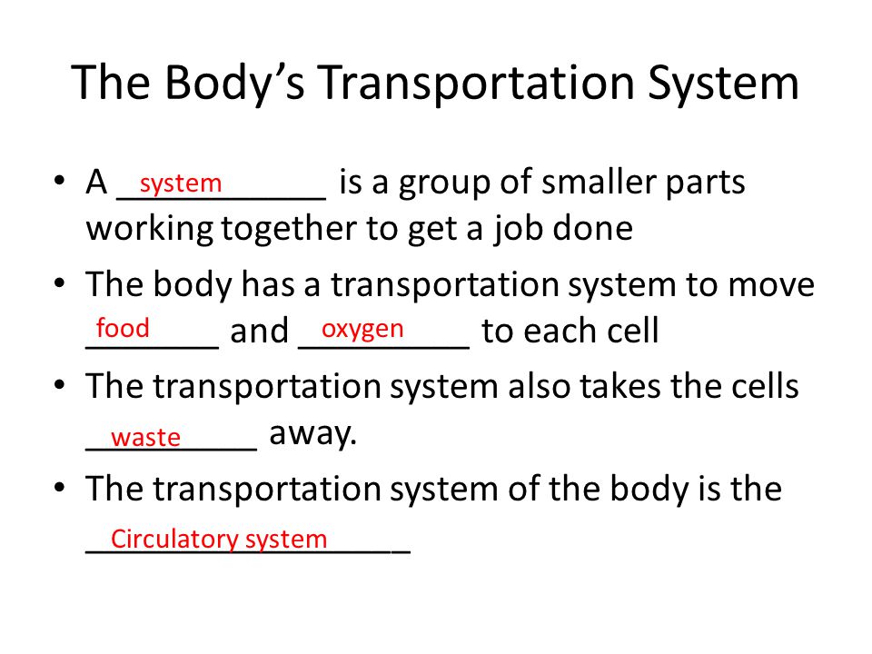 The Body’s Transportation System