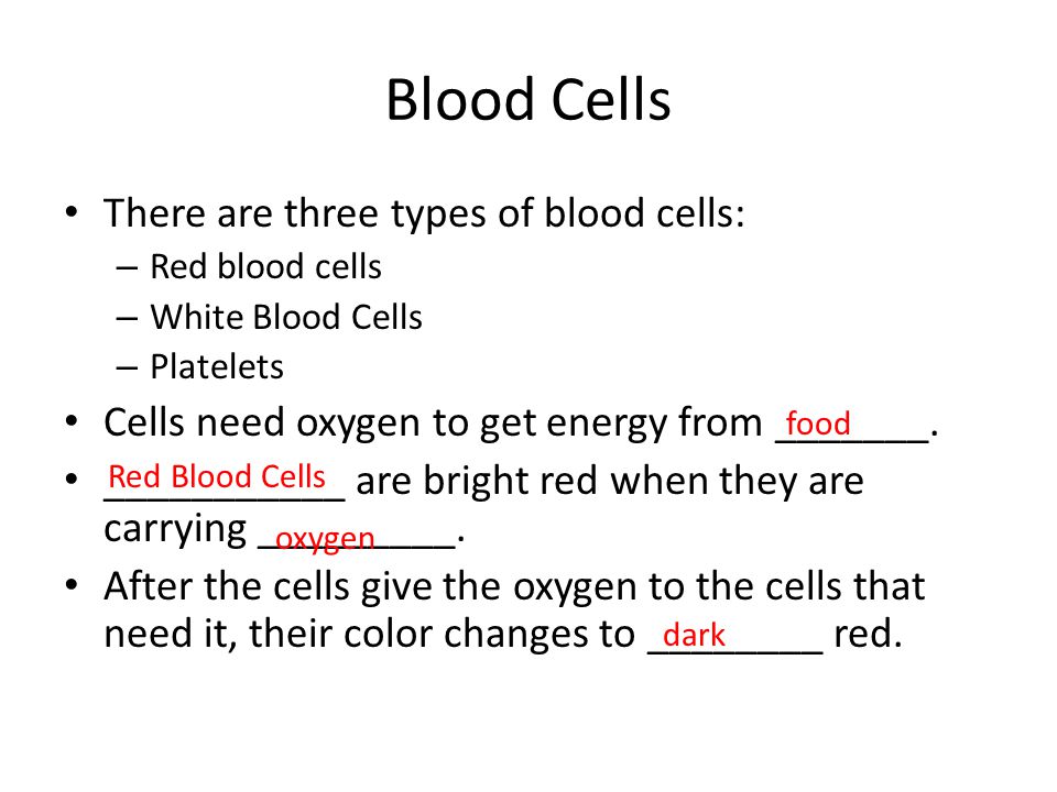 Blood Cells There are three types of blood cells: