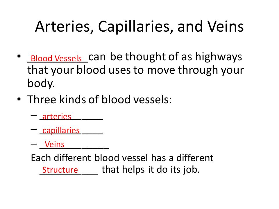 Arteries, Capillaries, and Veins