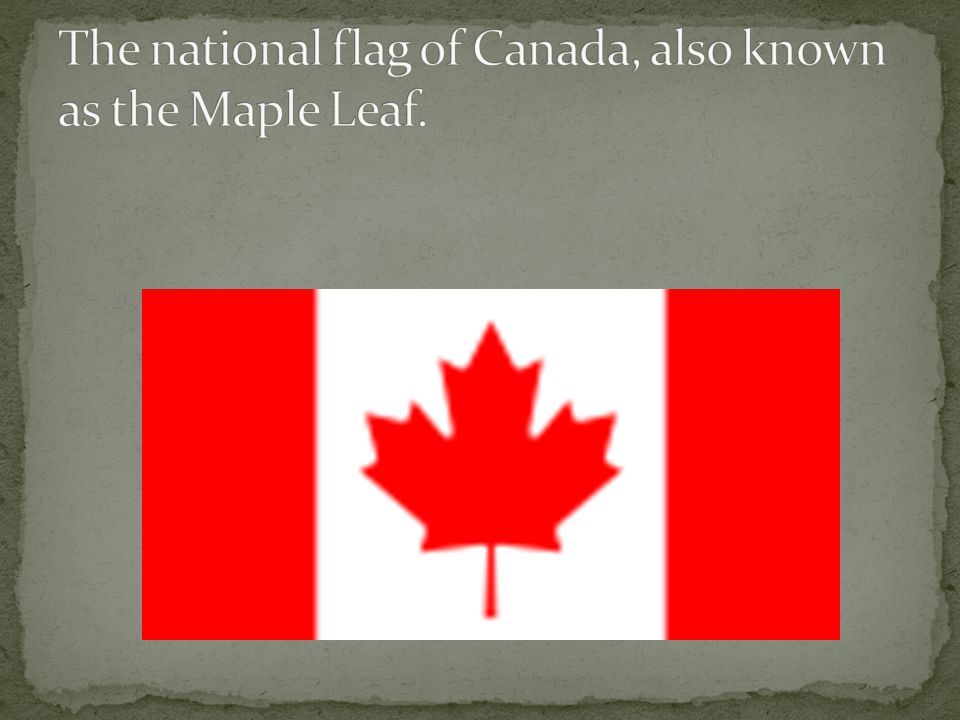 The national flag of Canada, also known as the Maple Leaf.