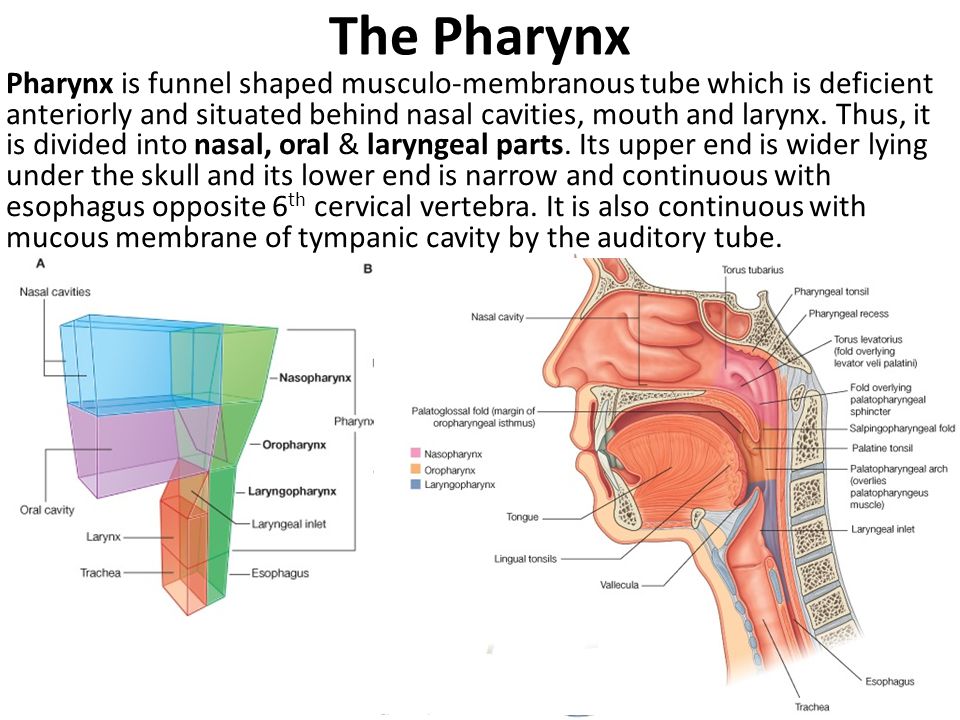 The Pharynx