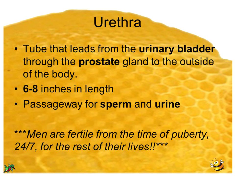 Urethra Tube that leads from the urinary bladder through the prostate gland to the outside of the body.