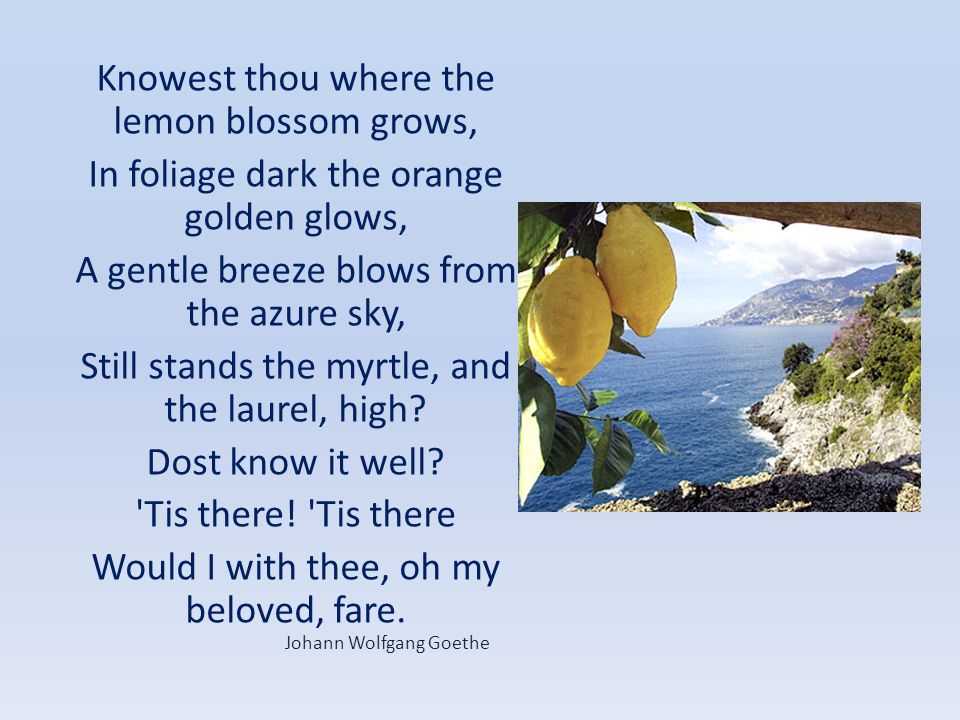 Knowest thou where the lemon blossom grows,
