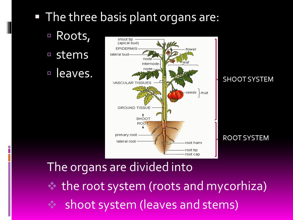 Plant body. Plant Organs.