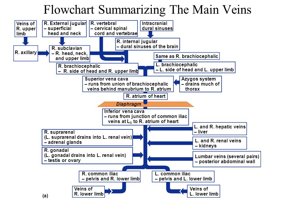 Venous Blood Flow Chart