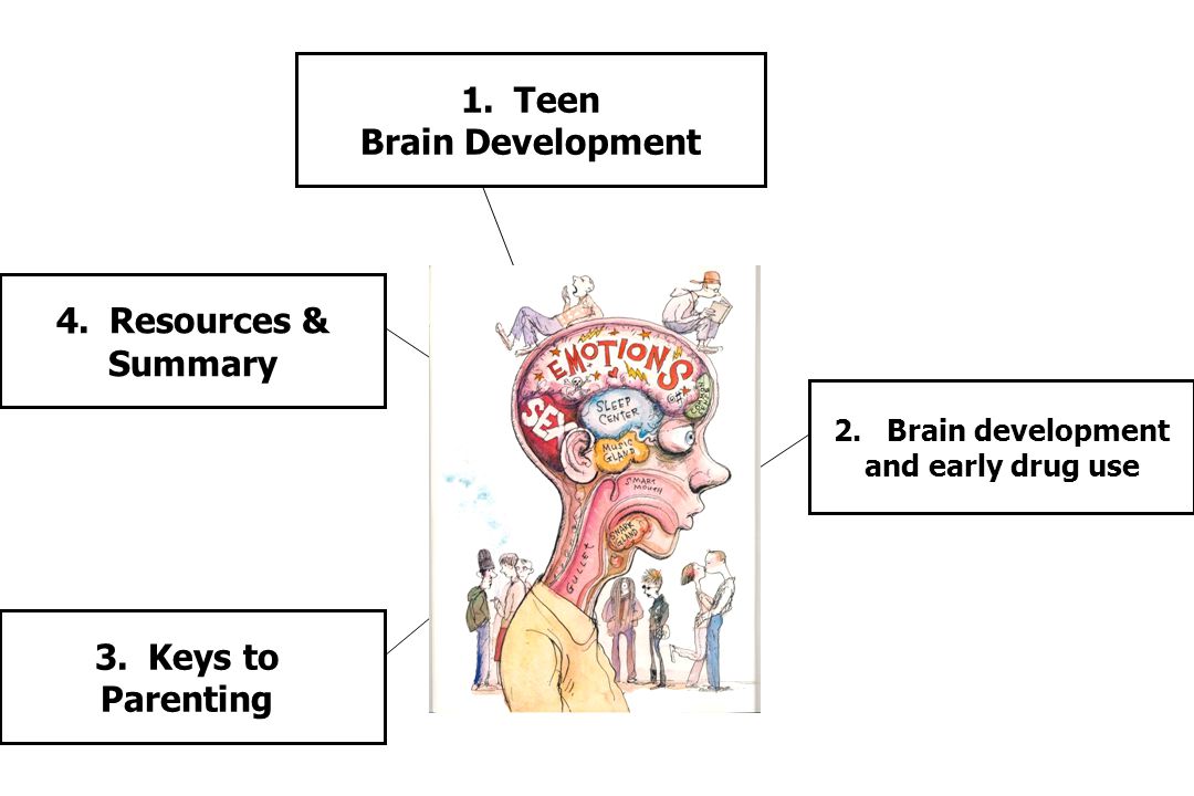 inside the teenage brain summary