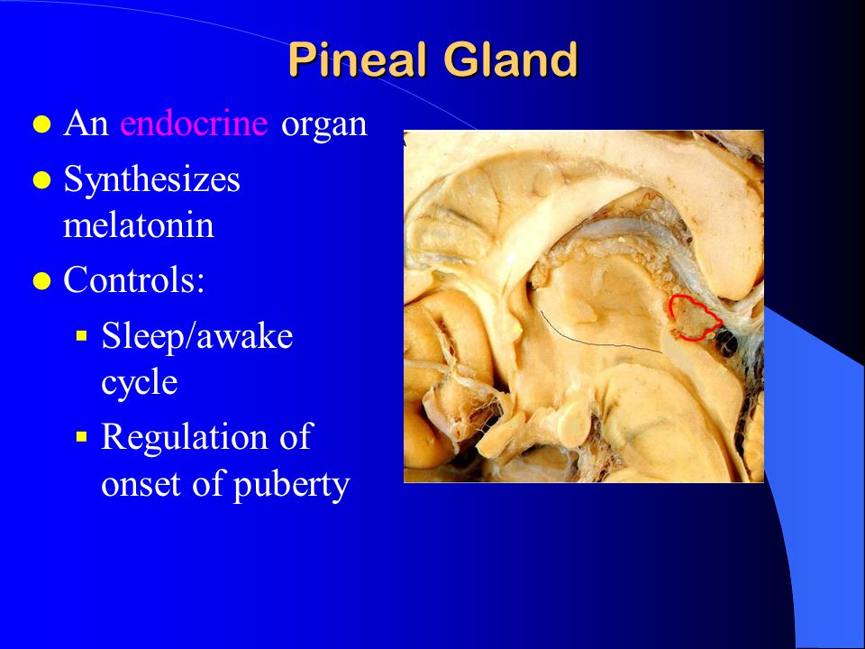 Pineal Gland An endocrine organ Synthesizes melatonin Controls: