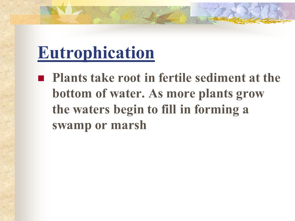 Eutrophication Plants take root in fertile sediment at the bottom of water.