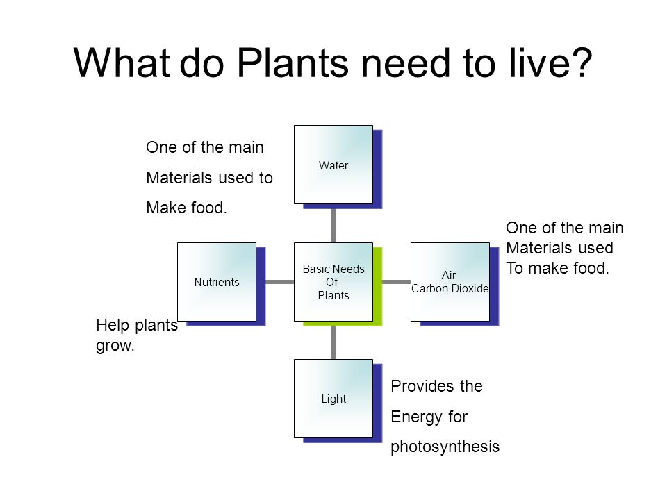 What do Plants need to live