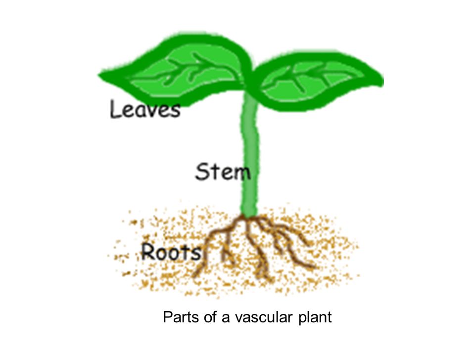 Parts of a vascular plant
