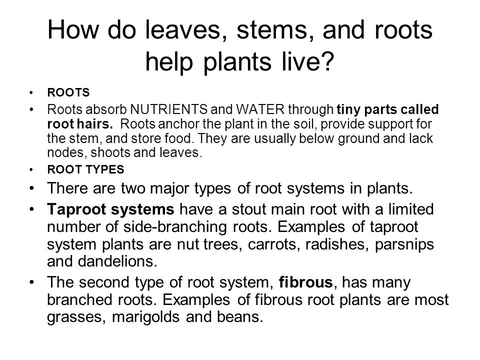 How do leaves, stems, and roots help plants live