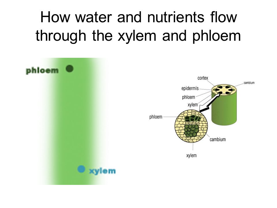 How water and nutrients flow through the xylem and phloem