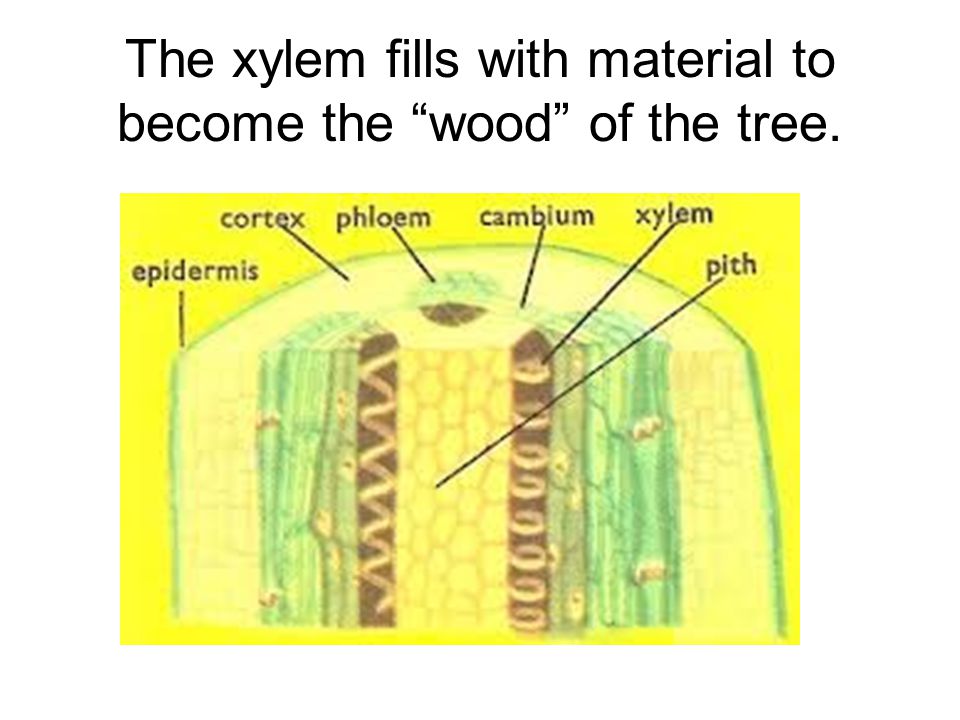 The xylem fills with material to become the wood of the tree.