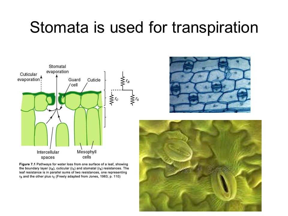 Stomata is used for transpiration