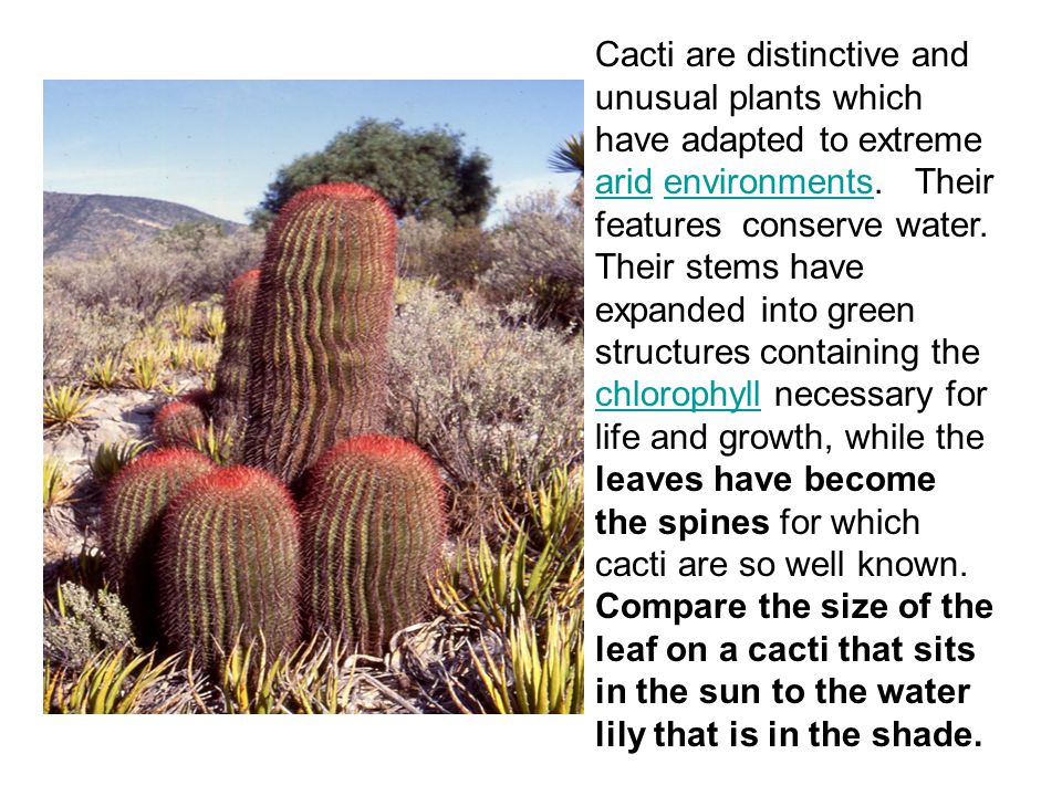 Cacti are distinctive and unusual plants which have adapted to extreme arid environments.