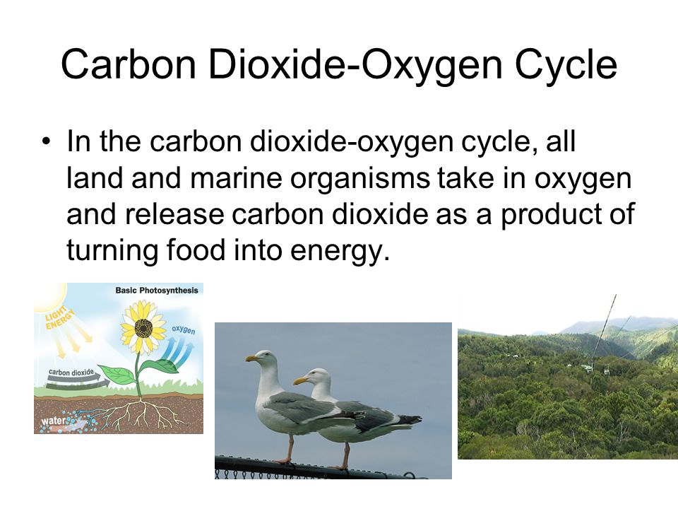 Carbon Dioxide-Oxygen Cycle