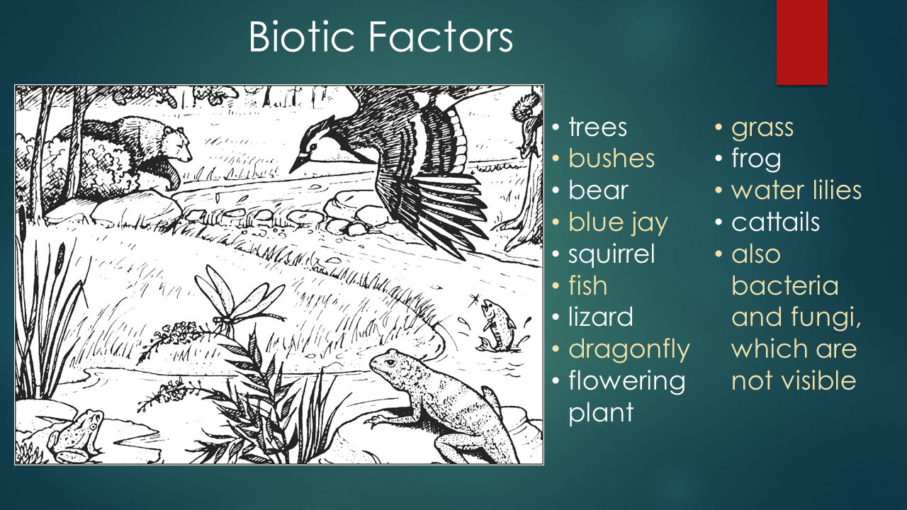 Biotic Factors trees grass bushes frog bear water lilies blue jay