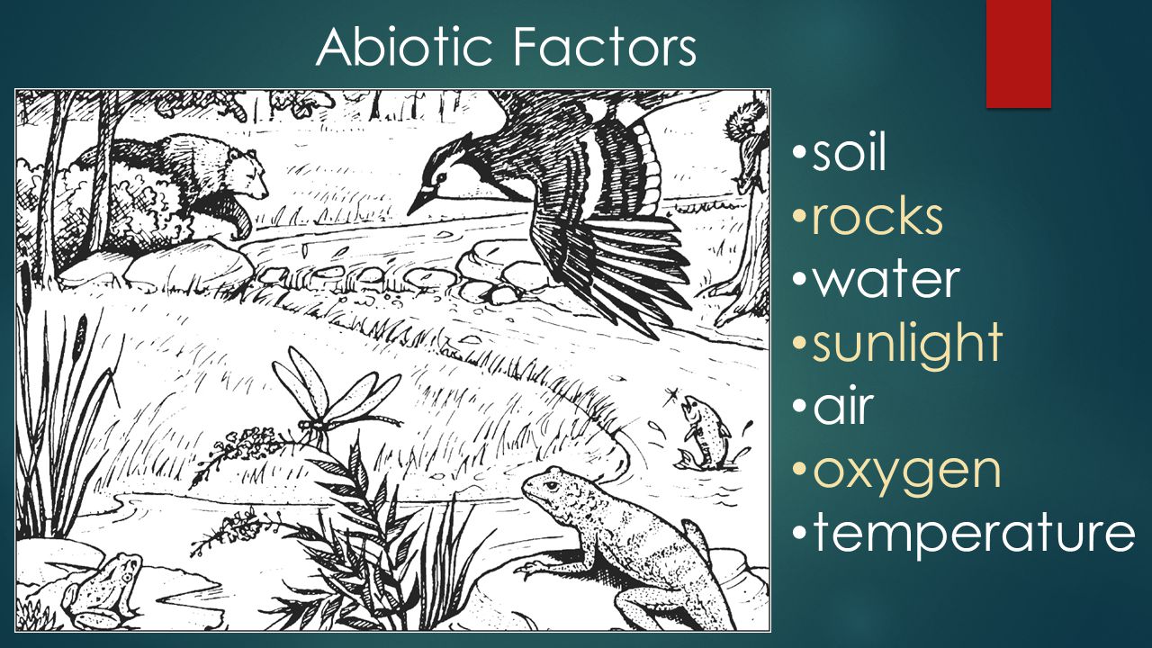 Abiotic Factors soil rocks water sunlight air oxygen temperature