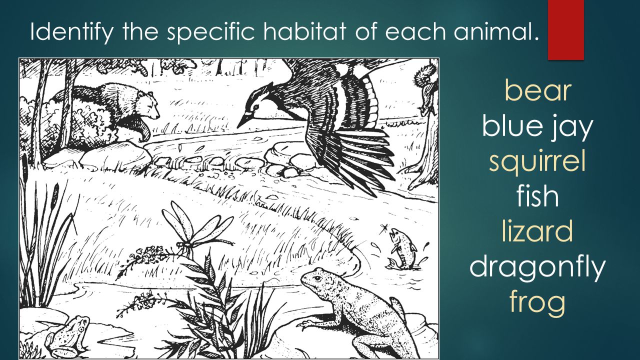 Identify the specific habitat of each animal.