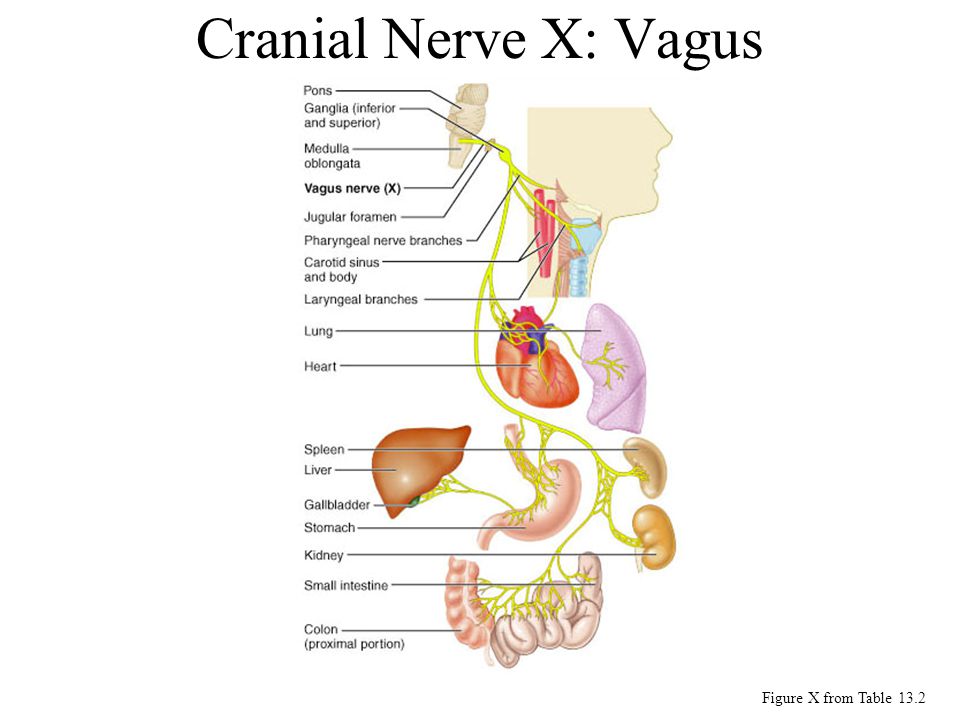 Правый блуждающий нерв. Нервус вагус блуждающий нерв. Блуждающий нерв Неттер. Нерв Vagus схема. Блуждающий нерв анатомия схема.