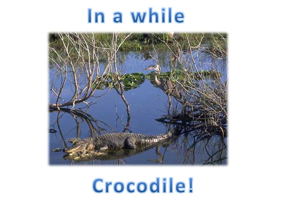 In a while Crocodile!