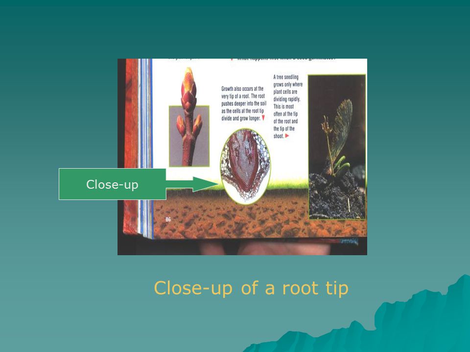 Close-up Close-up of a root tip