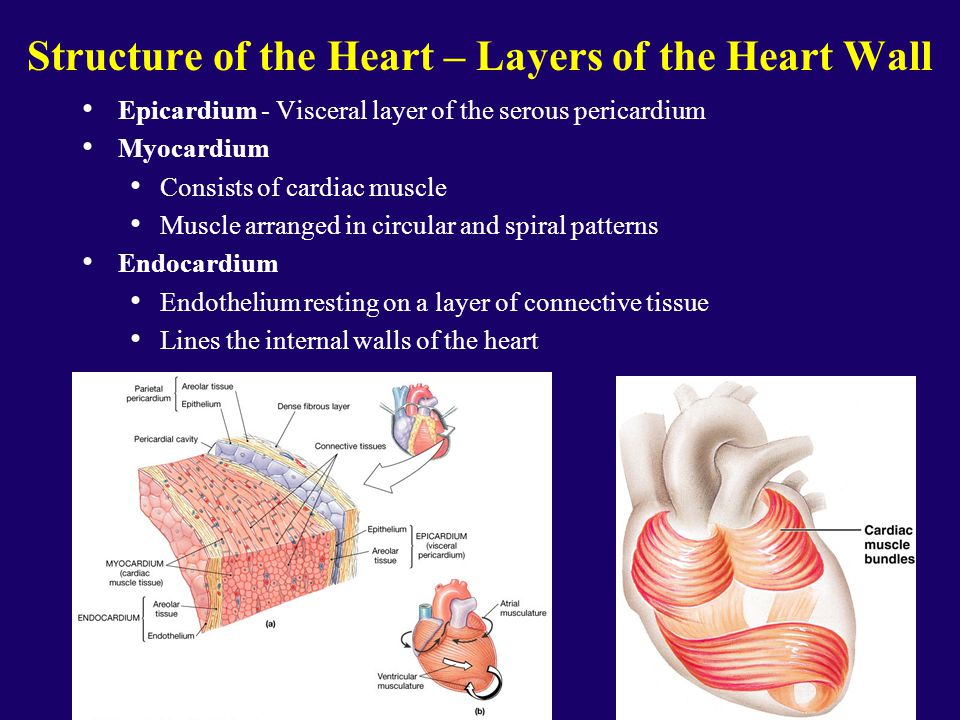 Consists of the first. Heart structure. Cardiac muscle Tissue. Layers of Heart.