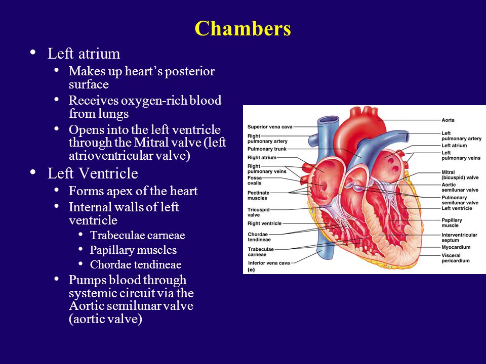 Правое предсердие является. Right Atrium and ventricle. Left Atrium. Left Atrium right Atrium left ventricle. Atrium Heart.