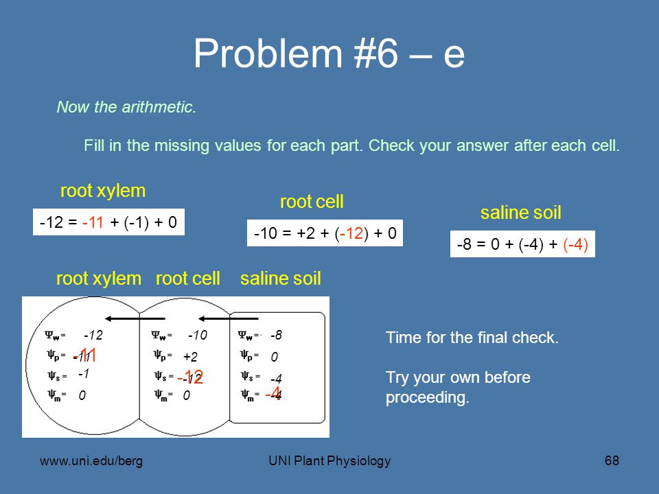Problem #6 – e root xylem root cell saline soil