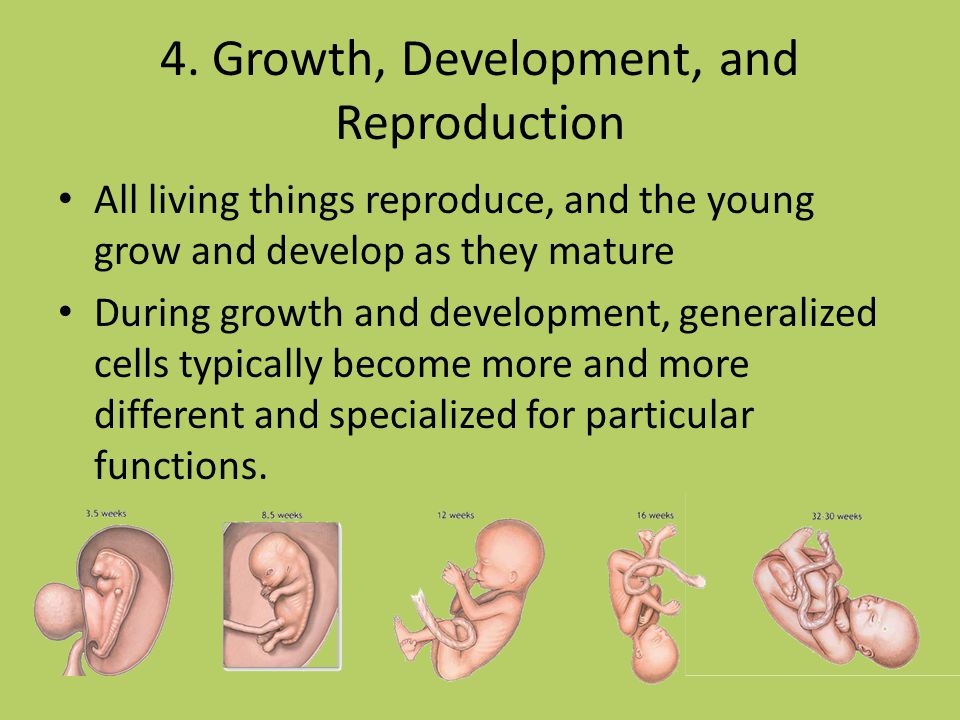 Image result for growth and development in living things