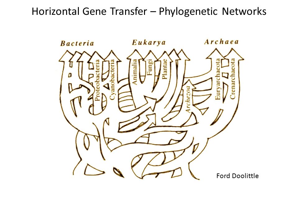 Horizontal Gene Transfer – Phylogenetic Networks