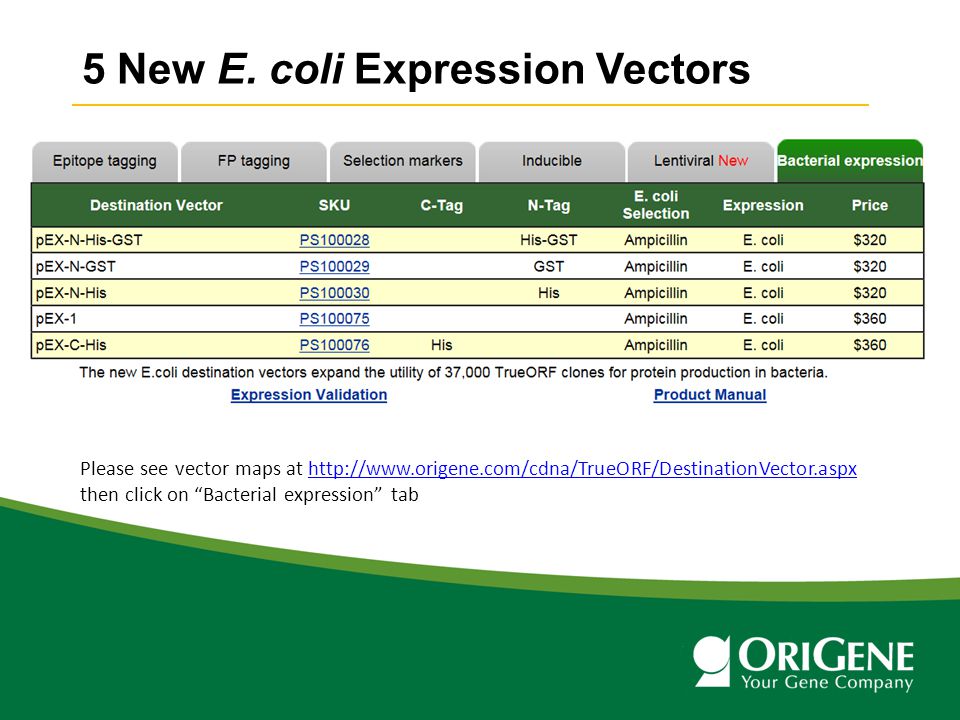 Protein Expression In E Coli Using Pex Expression Vectors Ppt Video Online Download