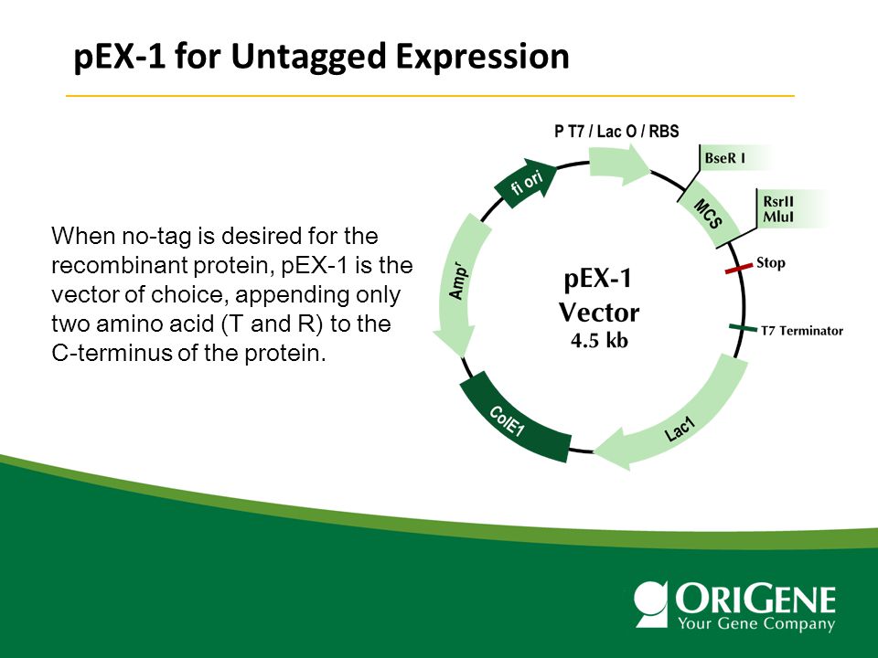 Protein Expression In E Coli Using Pex Expression Vectors Ppt Video Online Download