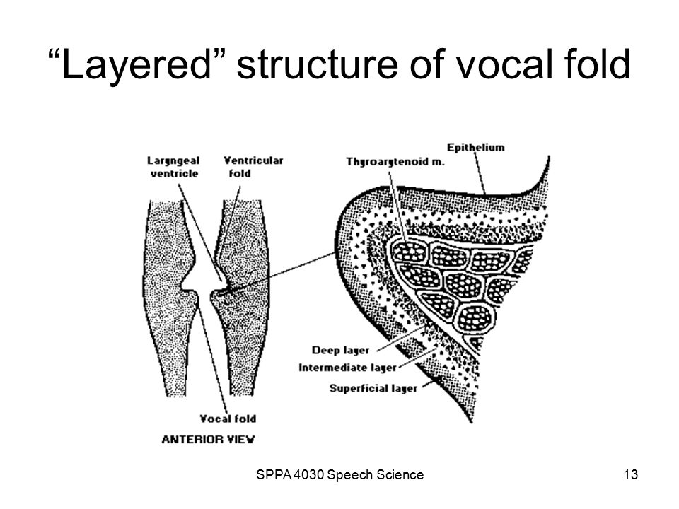 vocal fold layers