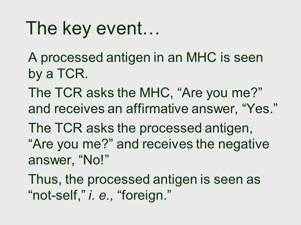 The key event… A processed antigen in an MHC is seen by a TCR.