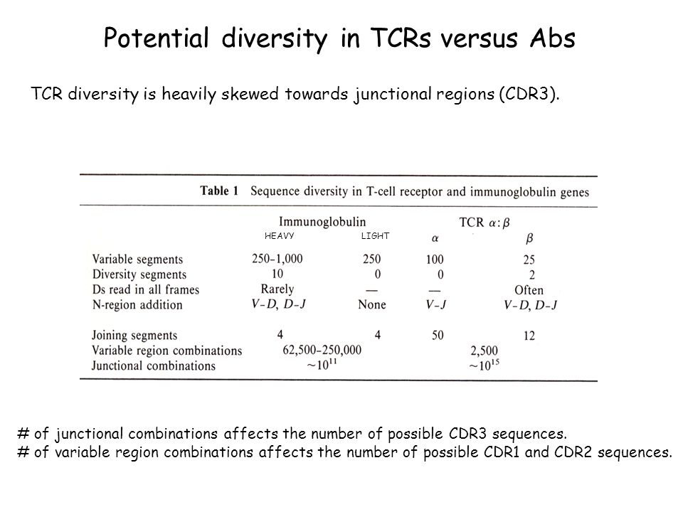 Potential diversity in TCRs versus Abs
