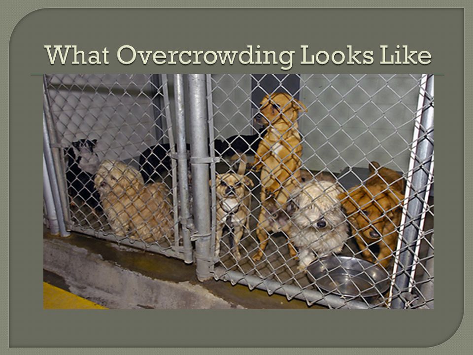 What Overcrowding Looks Like